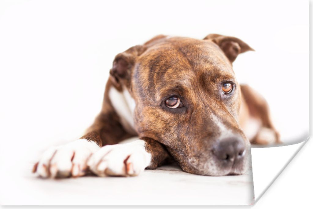 MuchoWow Poster Liegender Hund Fotodruck 30x20 cm - Plakate - Print