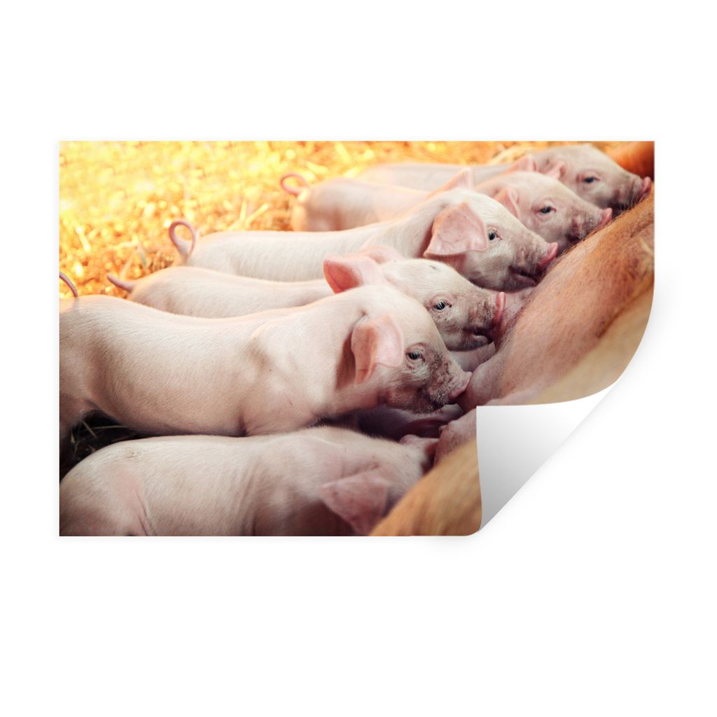 MuchoWow Wandtattoo Wandsticker Wandaufkleber Sauenferkel 30x20 cm Selbstklebend und Repositionierbar - Wierderverwendbar - Selbstklebend