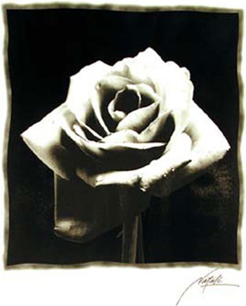 Black & White - Poster - Schwarze Rose Version 2