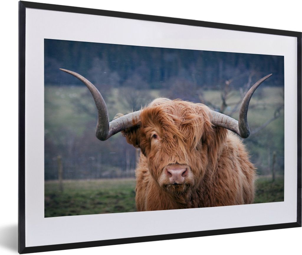 MuchoWow Gerahmtes Poster Schottischer Highlander - Kuhkopf - Landschaft - Natur - Kuh 60x40 cm - Poster mit Schwarzem Bilderrahmen Wandposter Ra...