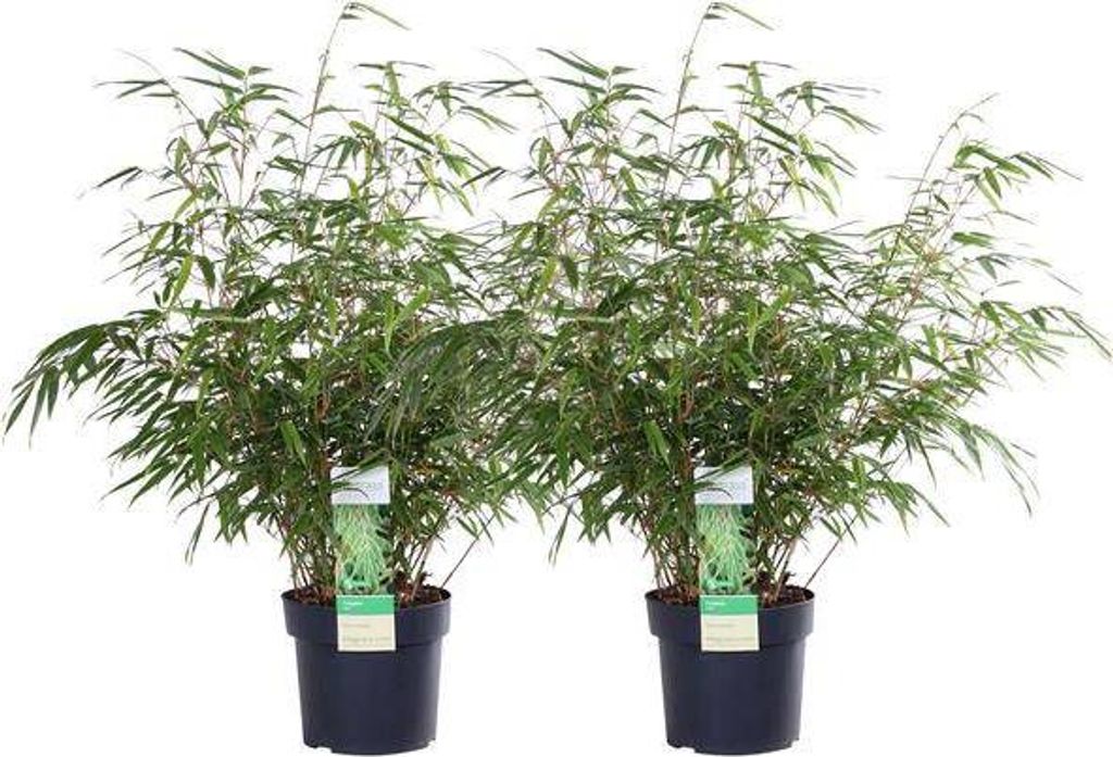Schirmbambus Fargesia rufa 2er Set winterhart Ø19cm 60cm Immergrün Winterhart