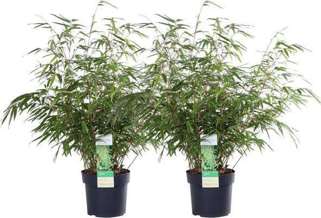Lot de 2 Bambous Fargesia Rufa rustiques Ø 19 cm hauteur 60 cm vivaces