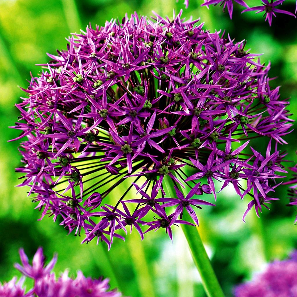 Bulbi da fiore Bulbi Porro ornamentale Allium Violet Beauty Immagine del prodotto 