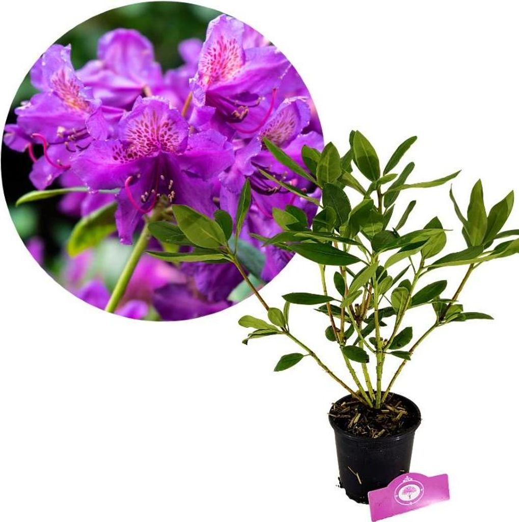 Rhododendron 'Marcel Menard' Lila Blüten – Höhe 60cm – 1,5 Liter Topf