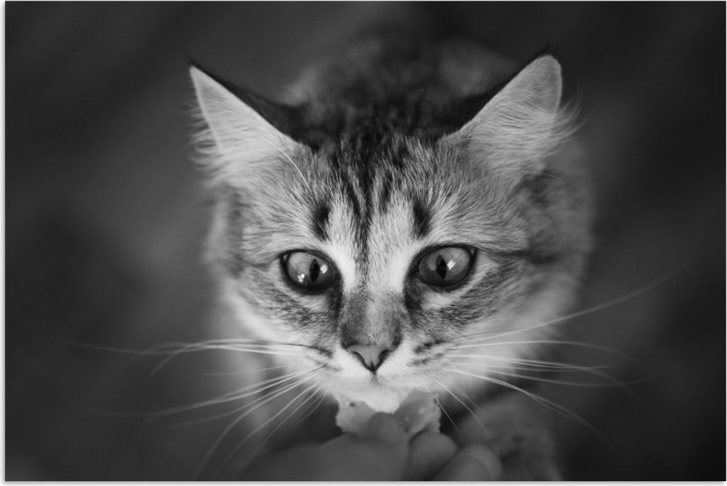 MuchoWow Poster Tierprofil riechende Katze in schwarz und weiß 90x60 cm - Schlafzimmer