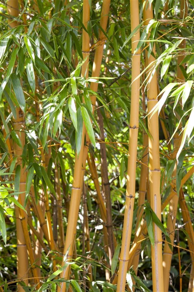 Phyllostachys vivax 'Aureocaulis', Bambus, gelb, 100-150 cm