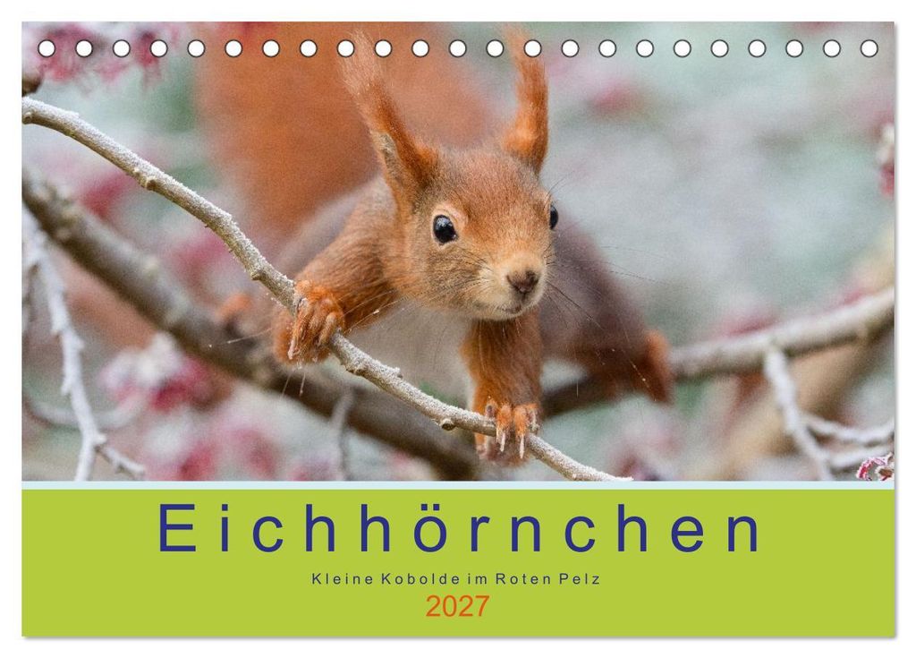 Eichhörnchen - Kleine Kobolde im Roten Pelz (Tischkalender 2027 DIN A5 quer), CALVENDO Monatskalender