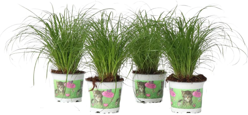 Zyperngras - 4er Set - Cyperus Katzengras - Höhe 30-40cm - Topf 12cm