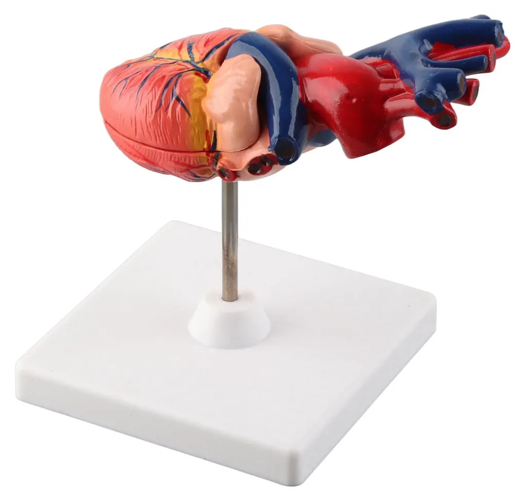 Maquette de cœur humain détaillée avec structures internes amovibles - 13