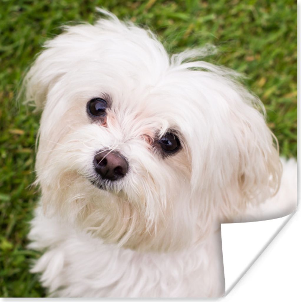MuchoWow Poster Malteserhund schaut auf 30x30 cm - Wandposter - Printing