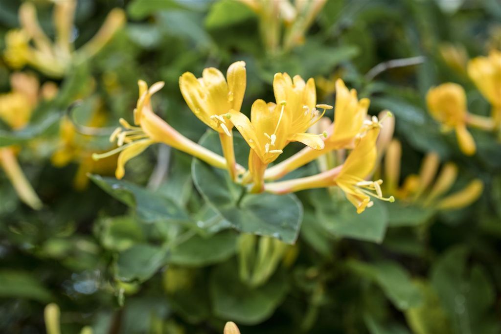 Lonicera heckrottii, Geißblatt, duftend, 60–100 cm