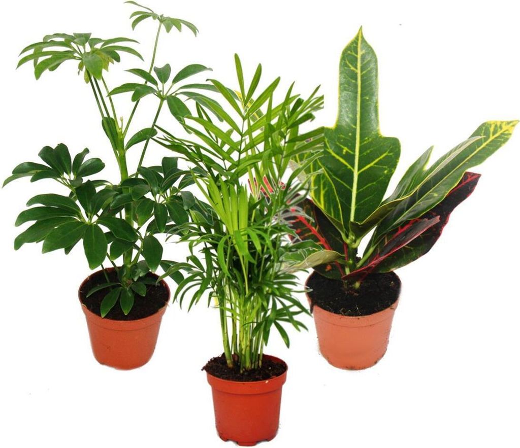 Zimmerpflanzen Set mit 3 Pflanzen - Typ 1- 9cm