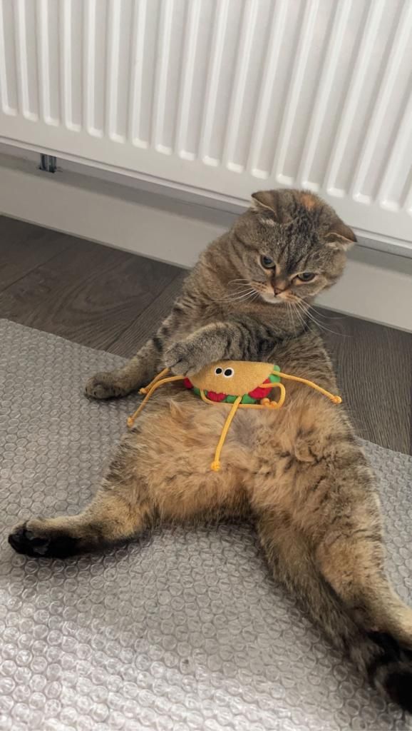 swisspet Katzenspielzeug aus Plüsch, Taco Kaufland.de