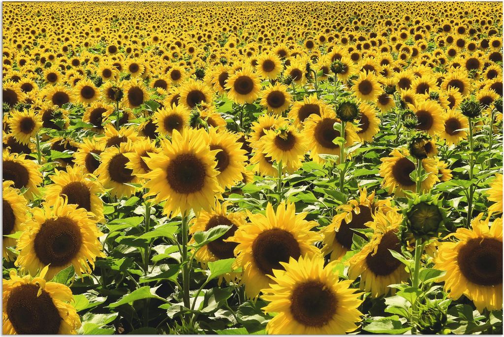 ARTland Wandbild Alu für Innen & Outdoor Sonnenblumenfeld Produktbild 
