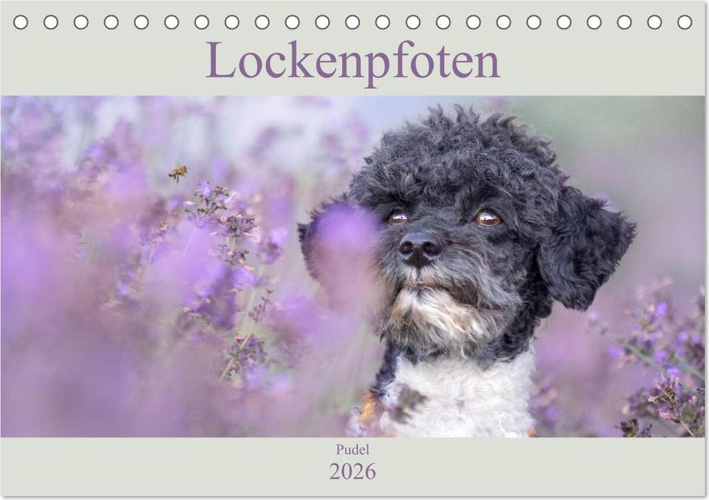 Lockenpfoten 2026 (Tischkalender 2026 DIN A5 quer), CALVENDO Monatskalender