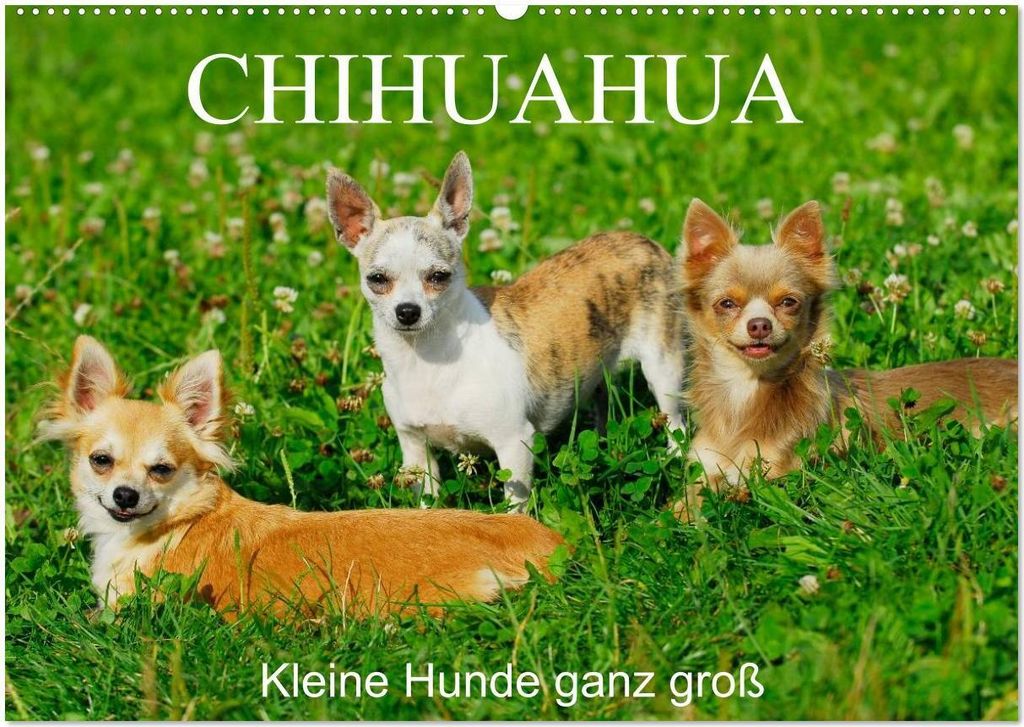 Chihuahua - Kleine Hunde ganz groß (Wandkalender 2026 DIN A2 quer), CALVENDO Monatskalender