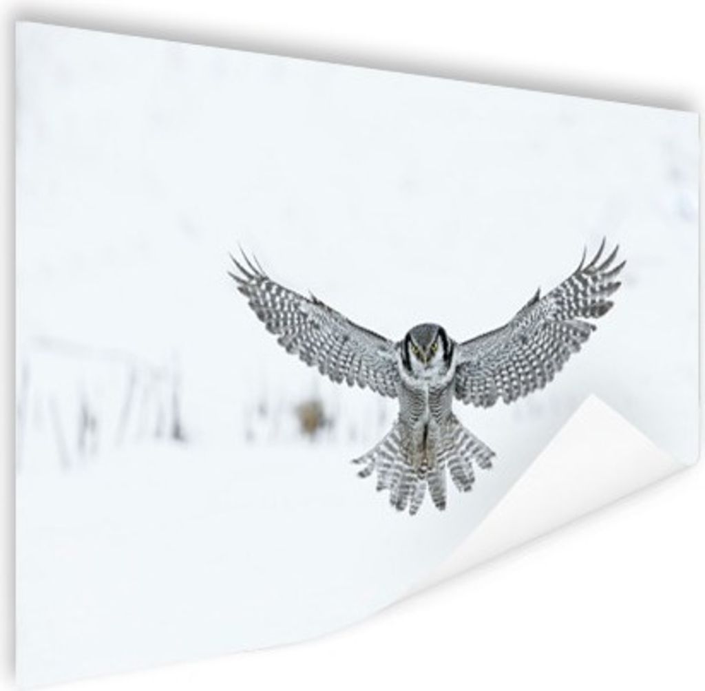 MuchoWow Poster Sperbereule 120x80 cm - Bilder