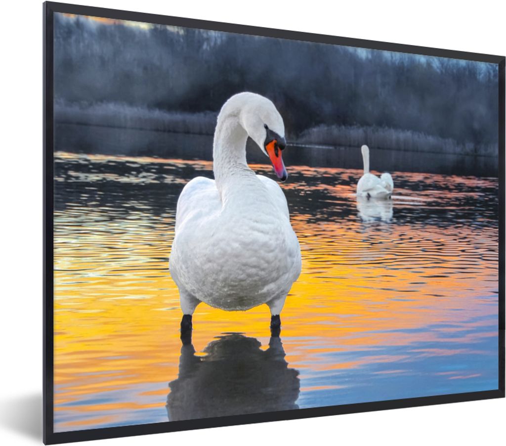 MuchoWow Gerahmtes Poster Schwan - Vogel - Sonnenuntergang - Wasser 80x60 cm - Poster mit Schwarzem Bilderrahmen Wandposter Rahmen Foto Bilder - ...