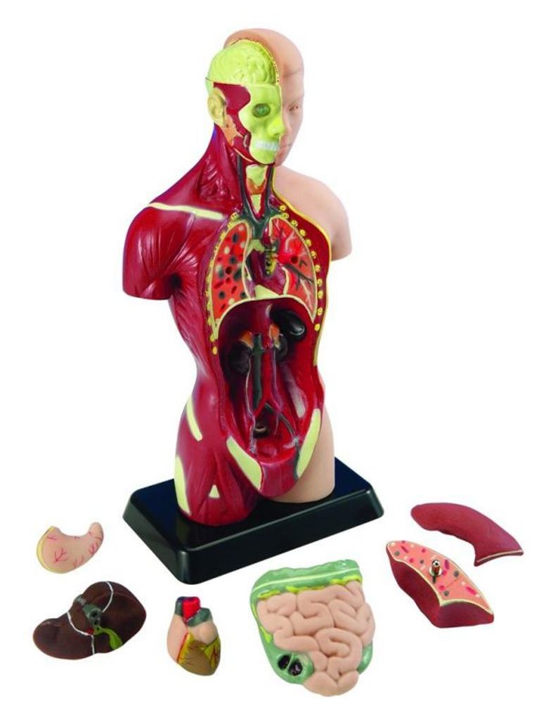 Edu - Model człowieka tors 27 cm