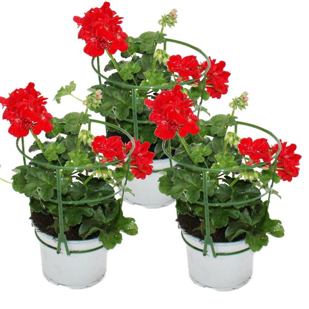 Geranien hängend - Pelargonium peltatum - 12cm Topf - Set Produktbild 
