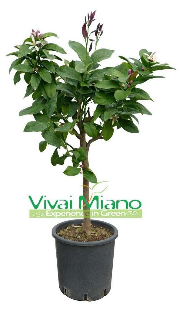 Planta de limón "4 Estaciones" (en maceta - 20) Imagen del producto 