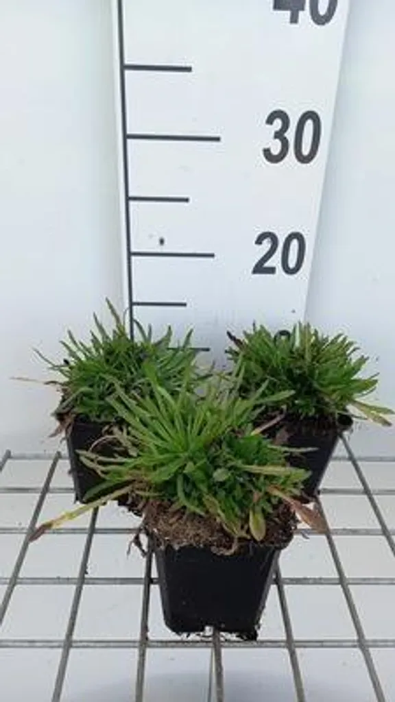 Lot de 6 plantes vivaces Jasione laevis Blue Light pour bordures soleil