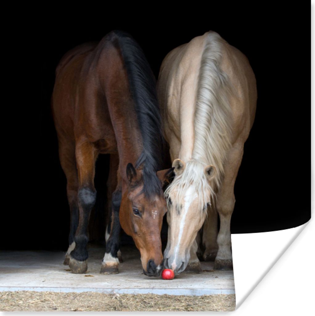 MuchoWow Poster Pferde - Tiere - Apfel 75x75 cm - Wand Dekoration