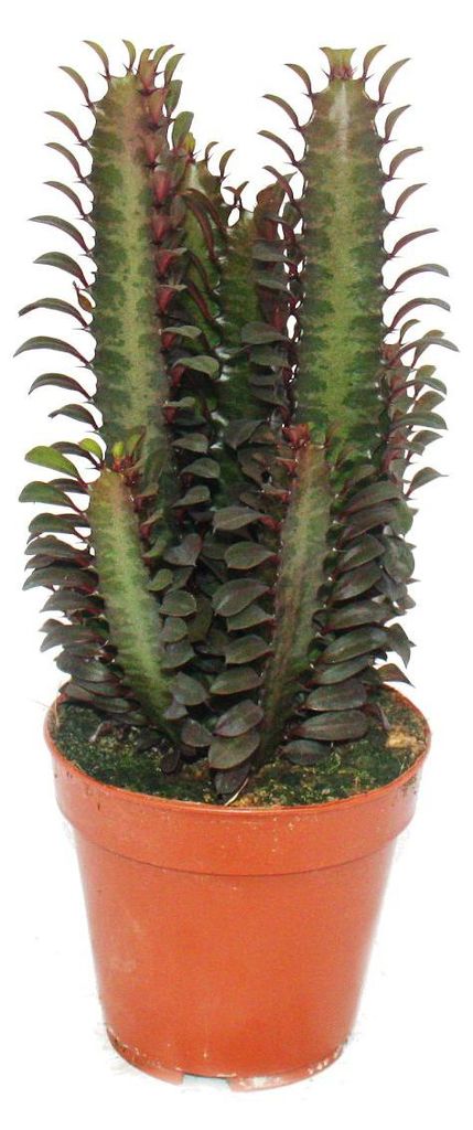 Euphorbia trigona rubra - stredne velká rostlina v Obrázek produktu 