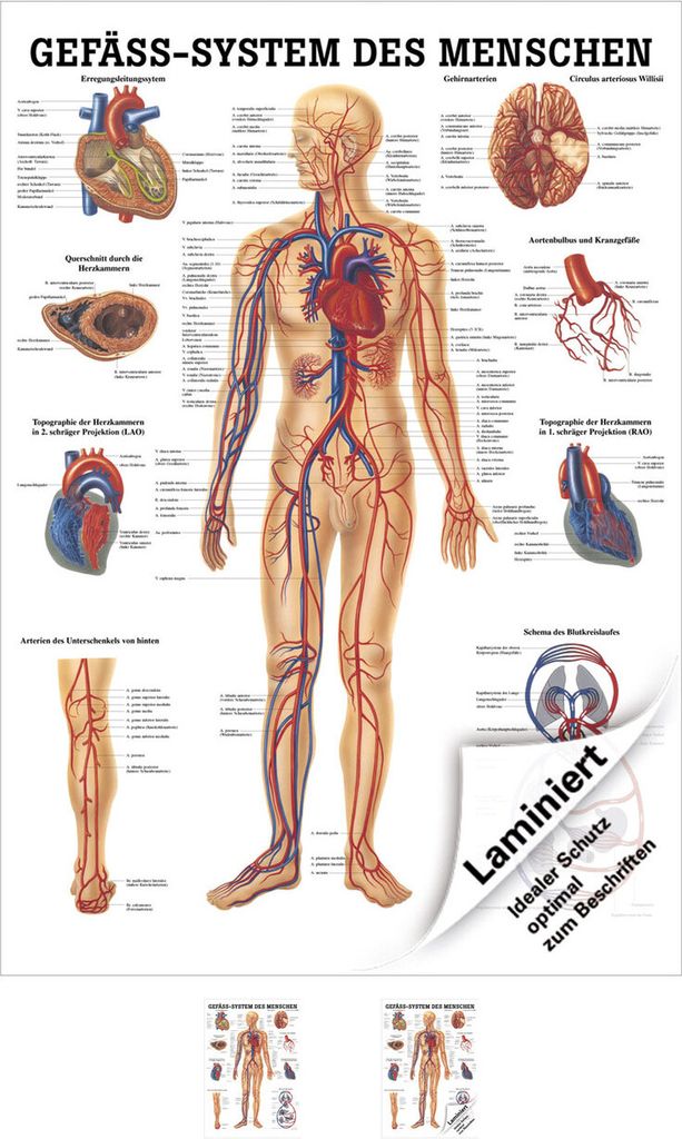 Gefäßsystem Poster Anatomie 70x50 cm medizinische Lehrmittel