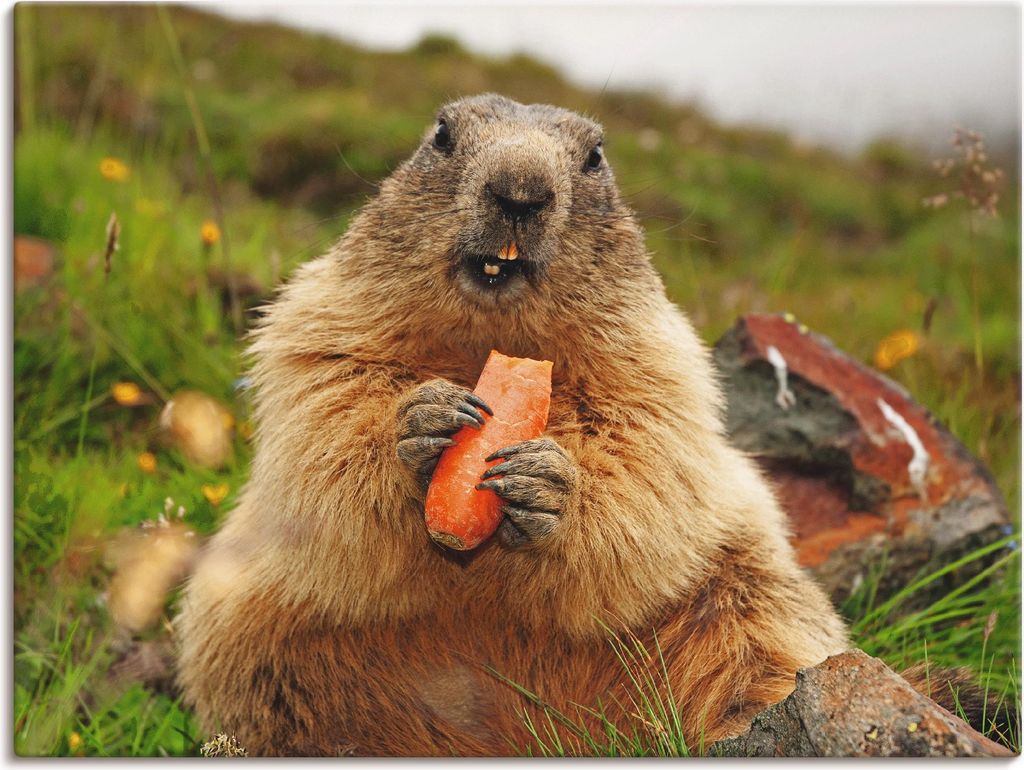 ARTland Leinwandbild Murmeltier Größe: 60x45 cm