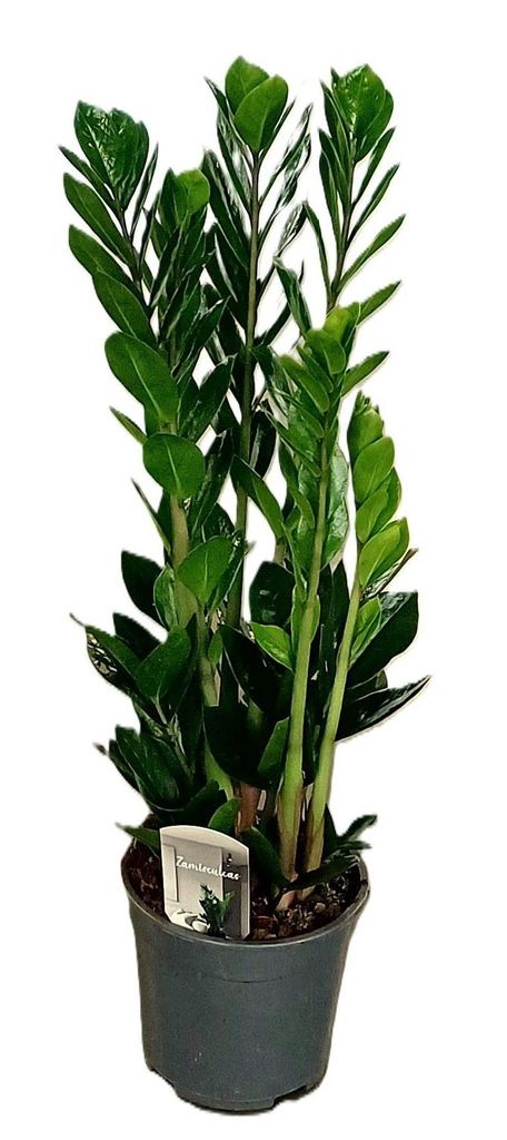 Glücksfeder Zamioculcas 85cm Zimmerpflanze Produktbild 