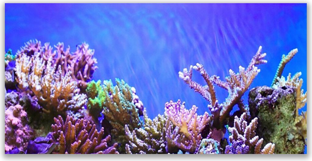 Küchenrückwand aus Glas 120x60cm Spritzschutz Korallenriff Natur