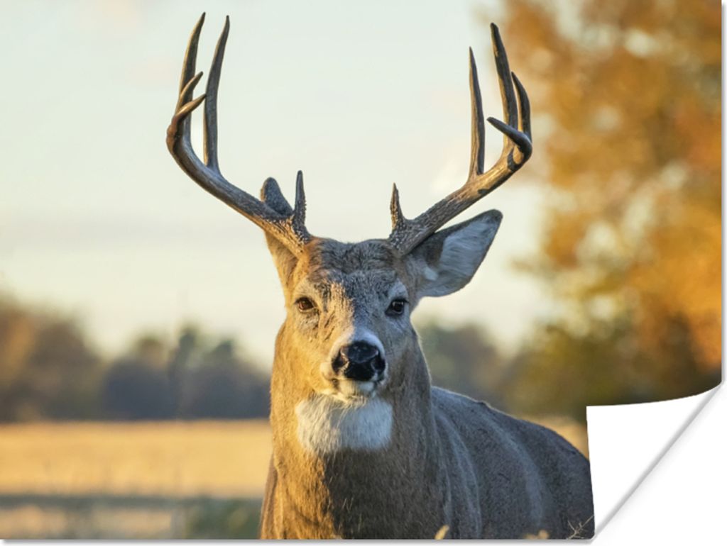 MuchoWow Poster Hirsche - Gras - Herbst - Geweih - Natur - Tiere 80x60 cm - Kunst für zu Hause