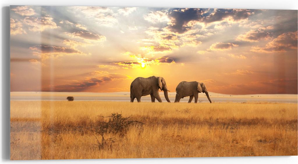 DEQORI Glasbild Echtglas 60x30 cm 'Elefanten in der Steppe' Wandbild Bild modern Deko