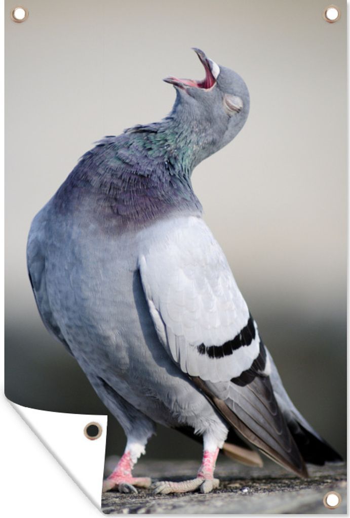 MuchoWow 40x60 cm Outdoor-Poster Gartendeko Sichtschutz Garten Poster für den Garten Singende Taube