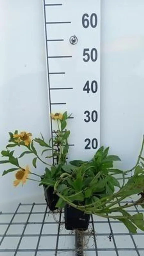 6 x Helenium aut. 'Pumilum Magnificum' - Échinacée en pot de 9 x 9 cm