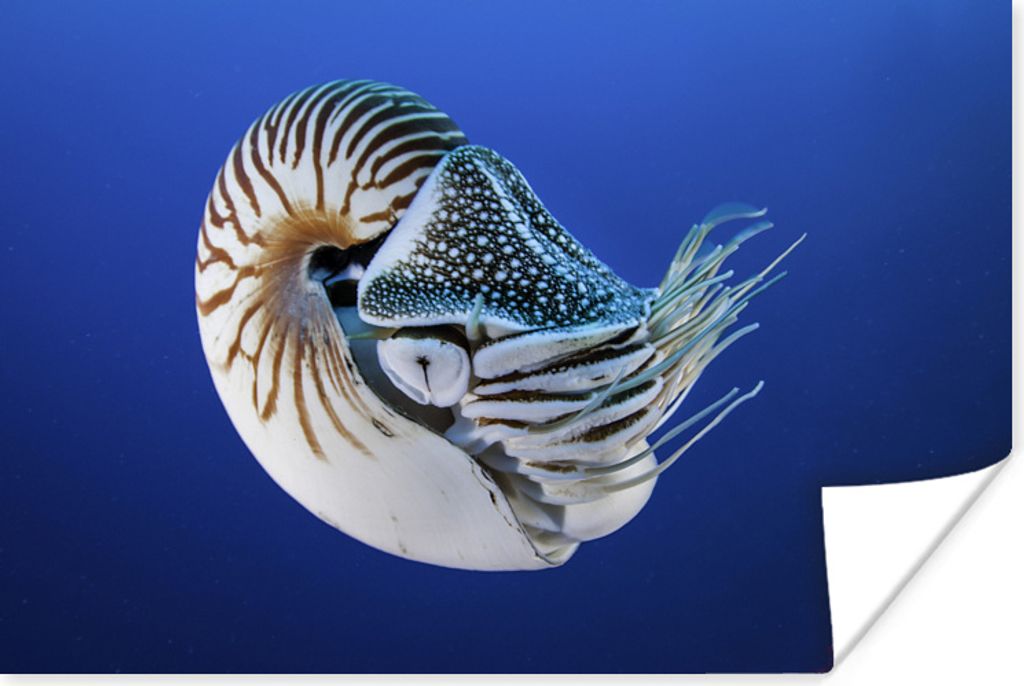 MuchoWow Poster Nautilus in den blauen Gewässern des Pazifischen Ozeans 30x20 cm - Plakate - Print