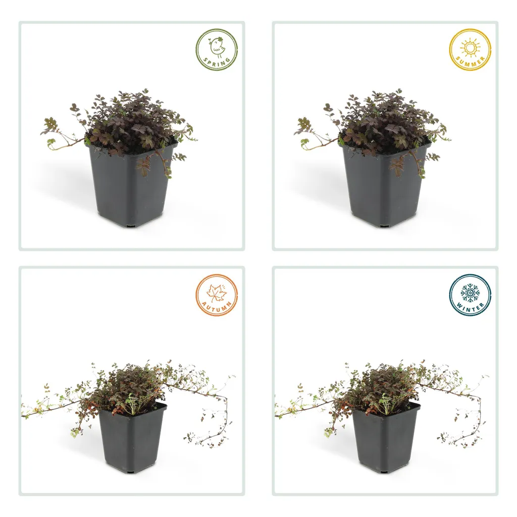 Plante Couvre-sol Acaena Kupferteppich - Tapis Végétal Lot de 12 Plants
