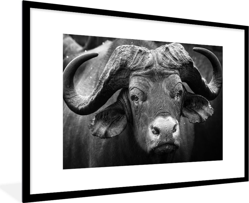 MuchoWow MuchoWow Gerahmtes Poster Tierprofil Kaffernbüffel in Schwarz und Weiß 90x60 cm - Poster mit zchwarzem Bilderrahmen - Wanddekoration...