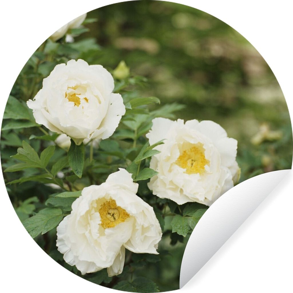 MuchoWow Runde Wandtattoo - Wandsticker Tapete Aufkleber Busch mit weißen Pfingstrosen Ø 80 cm Selbstklebend und Repositionierbar - Wandaufkleb...
