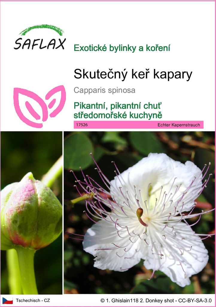 SAFLAX - Skutečný keř kapary - Capparis spinosa - 25 Semena Obrázek produktu 