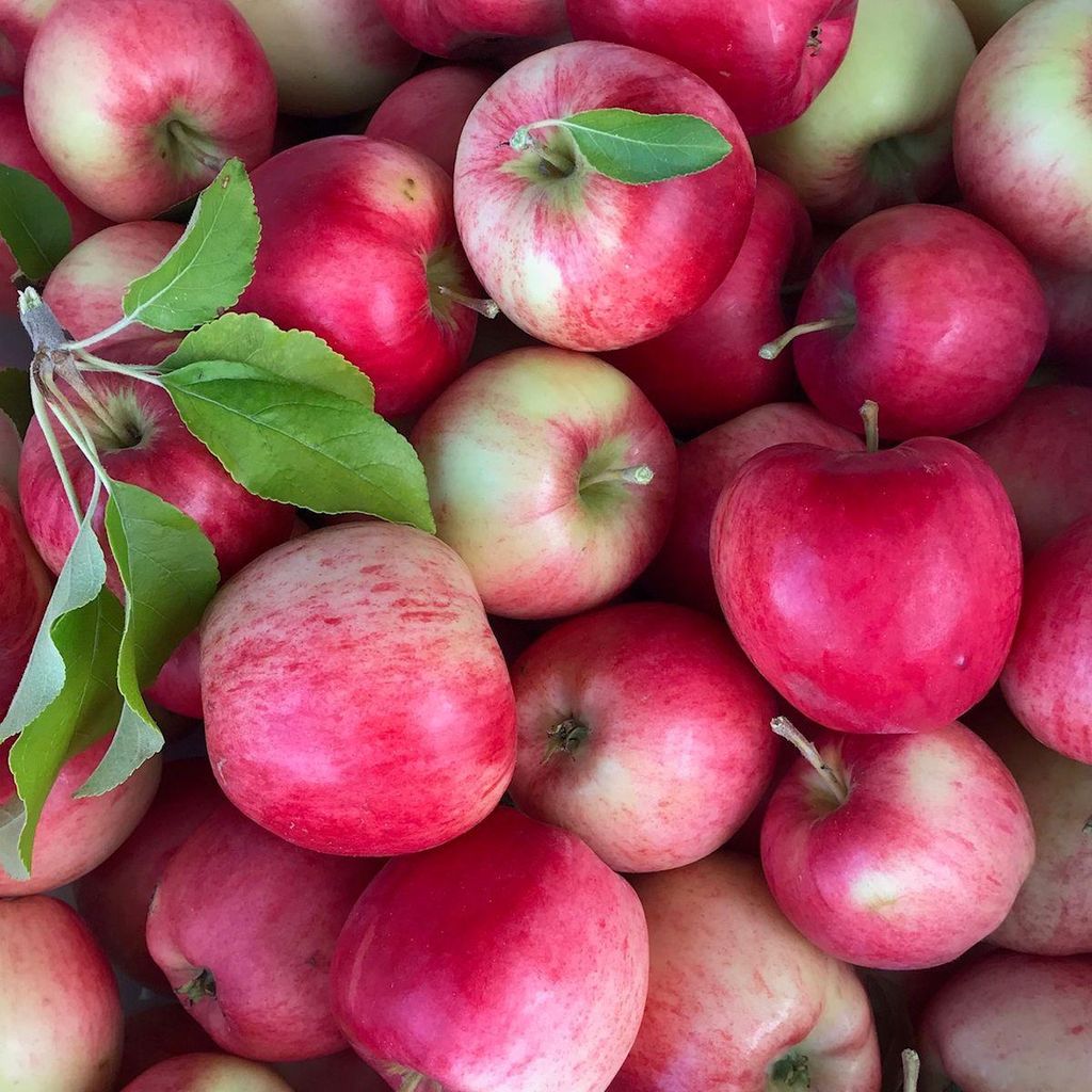 Nela (S) saftig süßer Sommerapfel Kinderapfel Buschbaum 110-140 cm 10 L Topf Unterlage M7