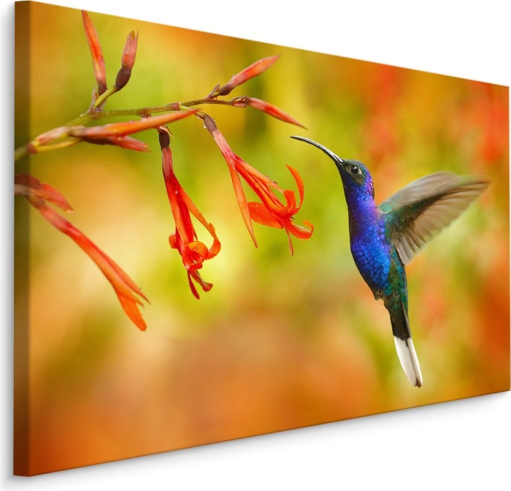 Fabelhafte Canvas LEINWAND BILDER 100x70 cm XXL Kunstdruck Kolibri Blumen Exotisch