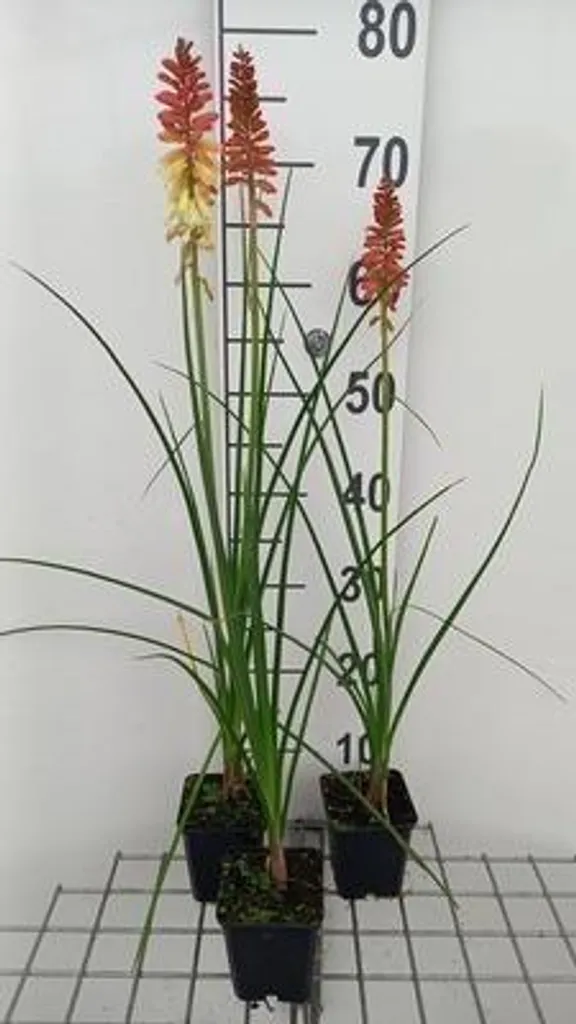 Kniphofia Rocket's Red Glare Pyromania - Floraison rouge vif lot de 6