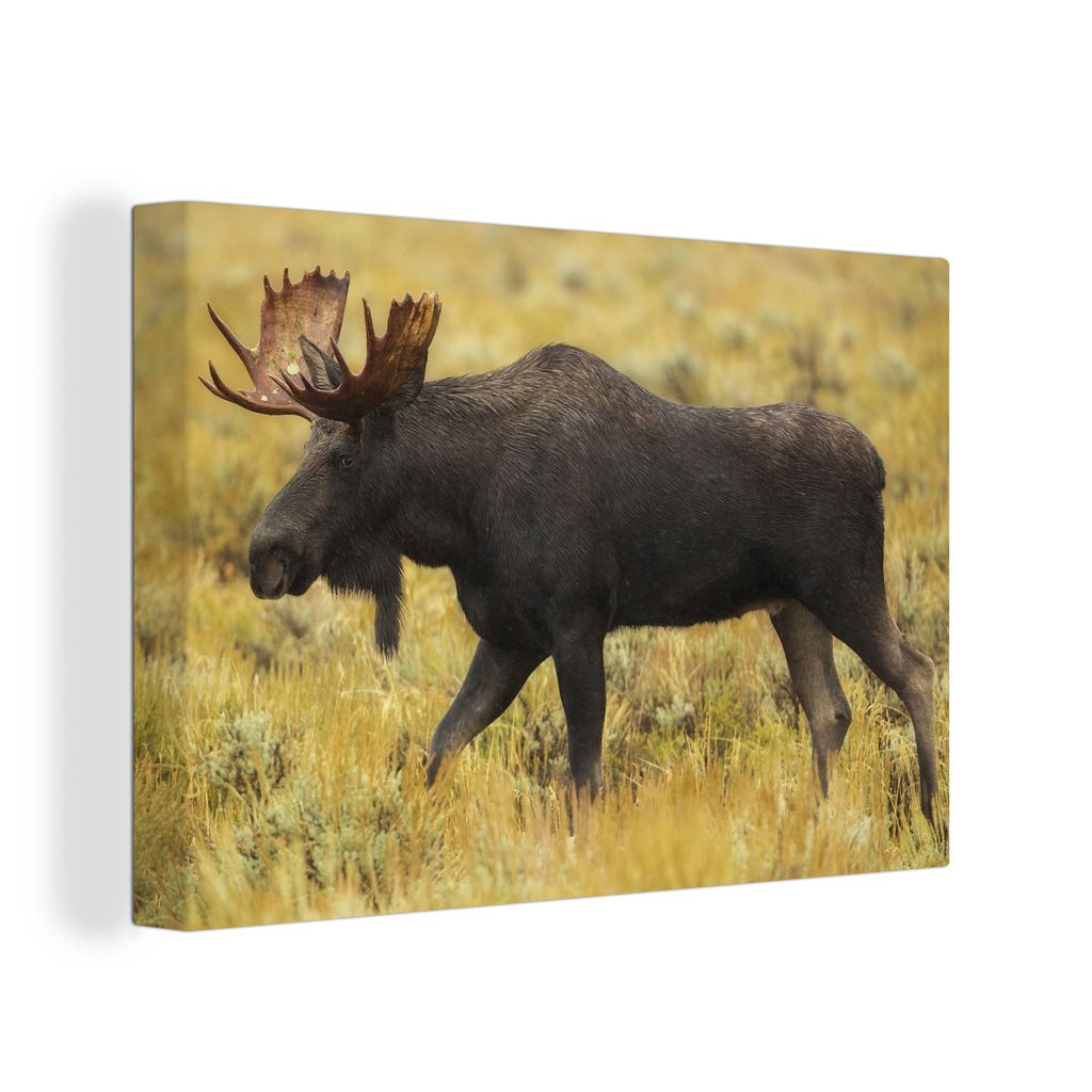 OneMillionCanvasses - Leinwandbilder - 140x90 cm, Elche im Nationalpark, Wandbilder Kunstdruck Wanddekoration