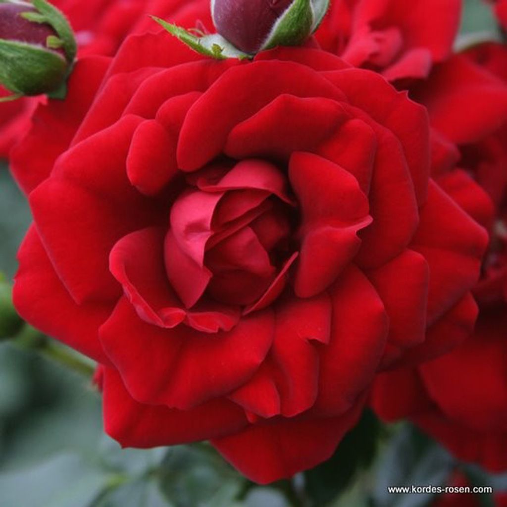 Růže  – Popínavá růže Kordes – Rosa 'Amadeus'® Obrázek produktu 