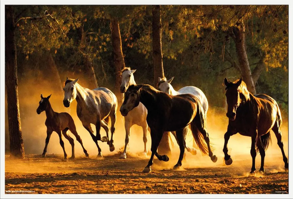 Cadre Shinsuke® Blanc et Affiche Cheval Andalou avec Vitre Acrylique Durable