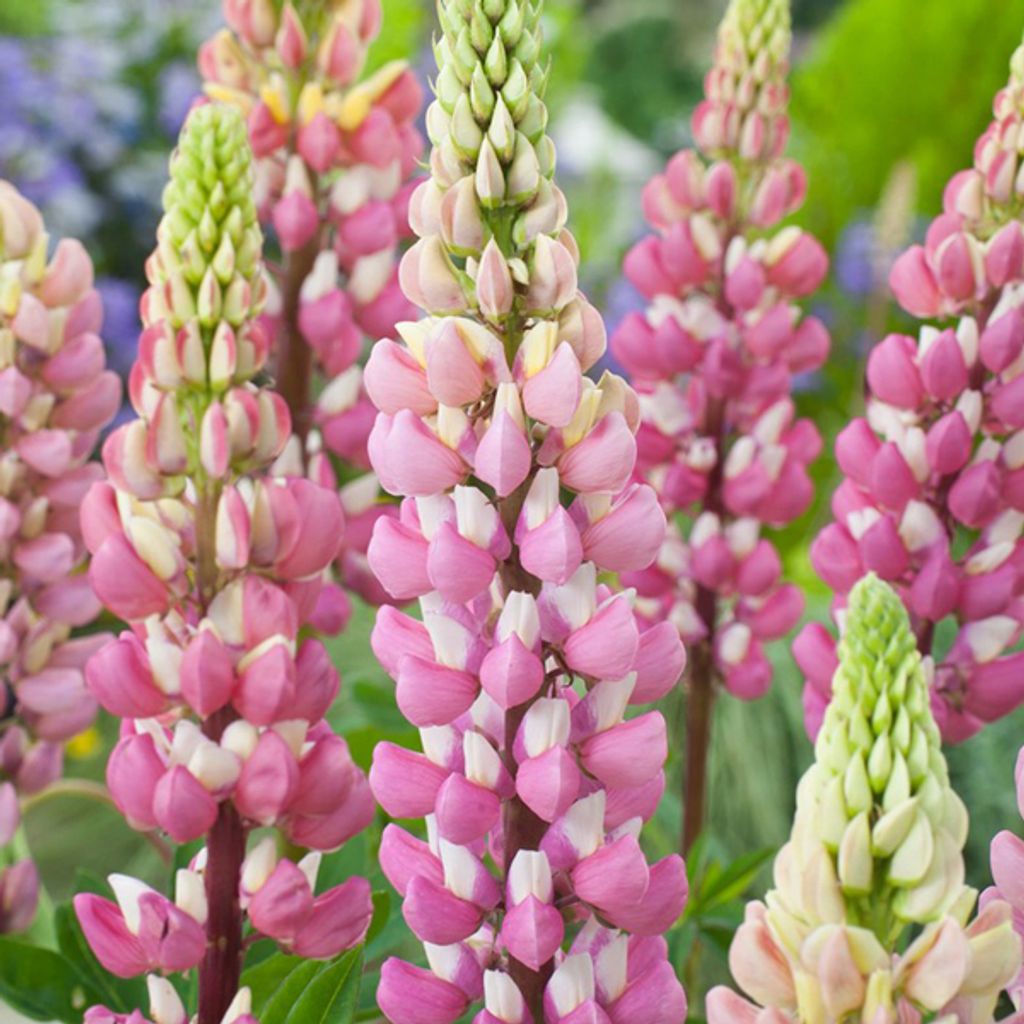 6 x Lupina - Lupinus 'The Chatelaine' | 9 cm x 9 cm Obrázek produktu 