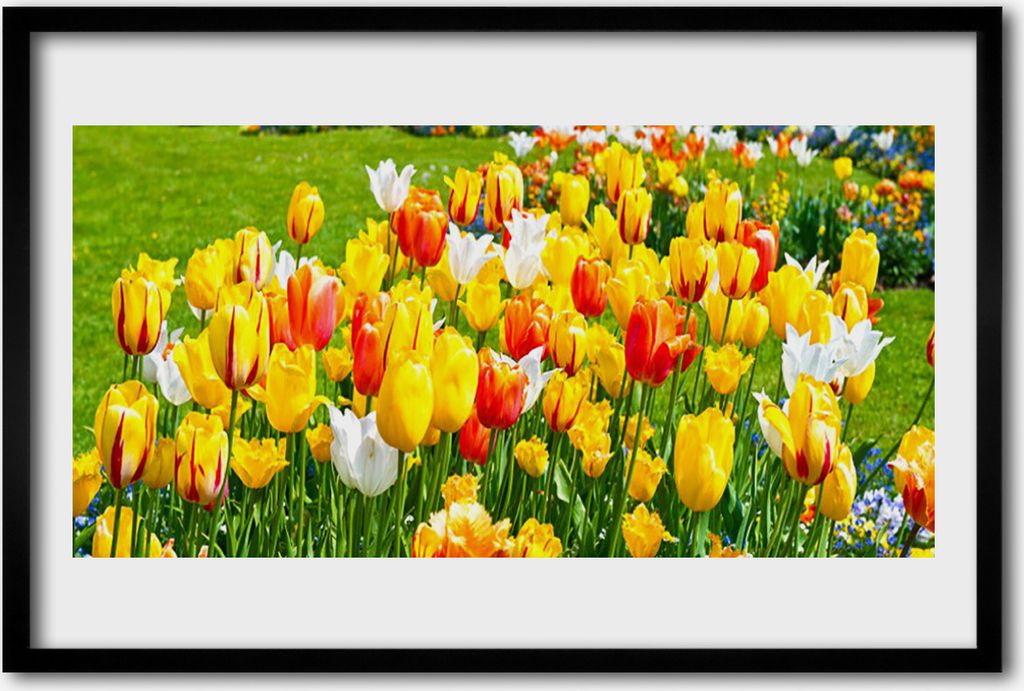 Bild 60x40 MDF-Rahmen Wandkunst Tulpen Blumen Natur