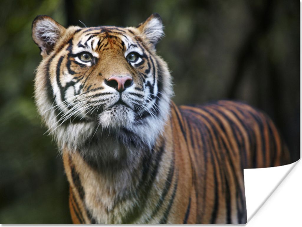 MuchoWow Poster Tiger - Dschungel - Mantel 160x120 cm - Foto Plakat